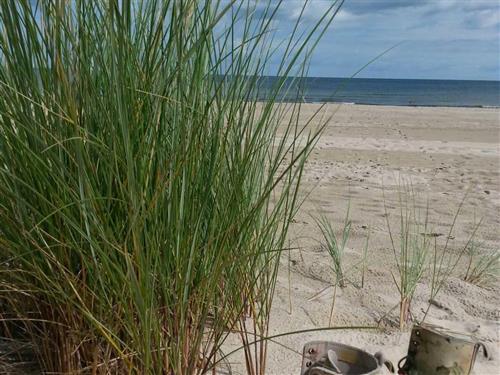 Ferieleilighet - 3 personer -  - Alt- Sallenthin - 17429 - Bansin (Seebad)