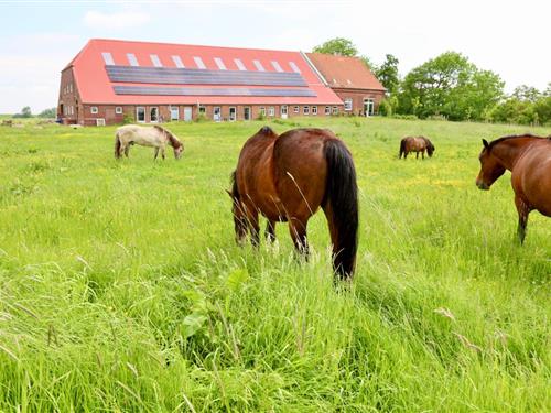 Ferielejlighed - 2 personer -  - Ostbense an der L5 - 26427 - Neuharlingersiel