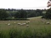 Image 13