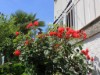 Bilde 11