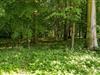Billede 42 - Grund