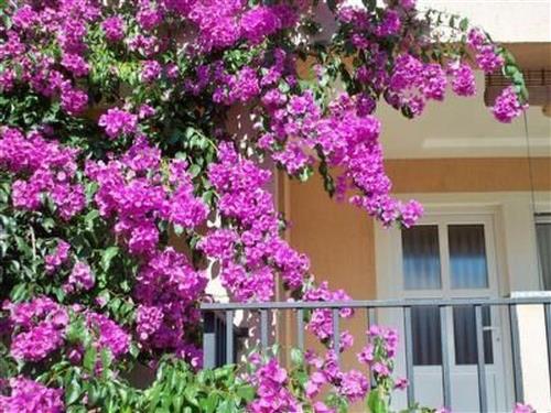Holiday apartment - 3 persons -  - Pula/Banjole - 52100