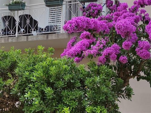 Ferielejlighed - 5 personer -  - Kralja Tomislava - 20240 - Trpanj