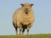 Billede 8