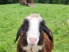 Bild 44