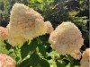 Image 26