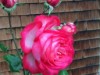 Bilde 8