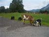 Billede 13