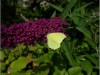Billede 22