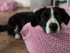 Bild 43 - Inde