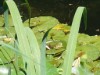Billede 8