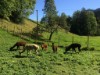 Billede 4