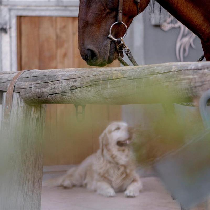  - 4 personer -  - Untere Hauptstraße - 2473 - Deutsch-Haslau