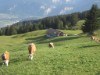 Billede 3 - Ude