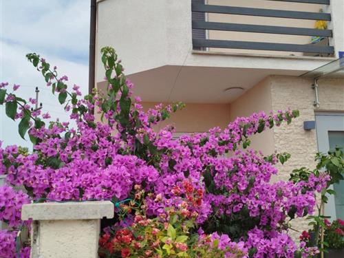 Ferielejlighed - 5 personer -  - Umag/Savudrija -   52475