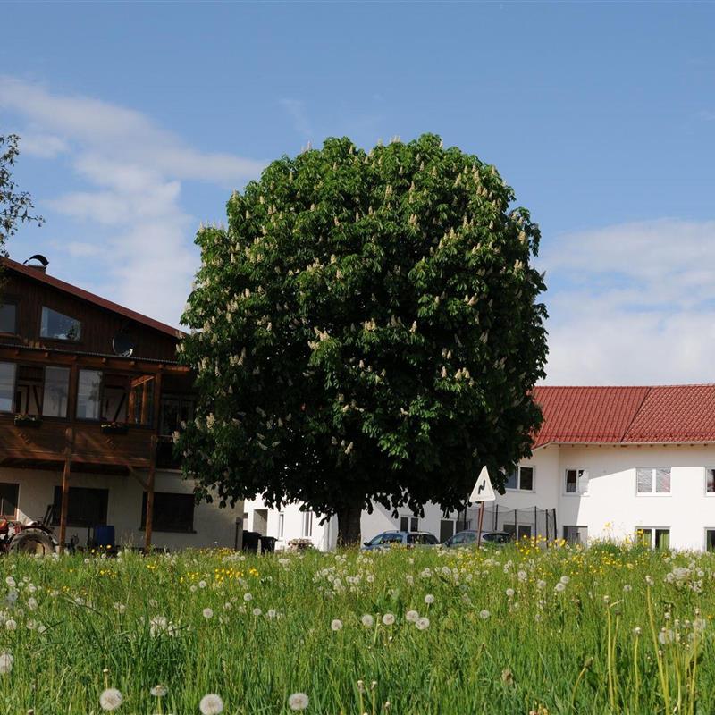 Bondegård - 6 personer -  - Allisreute - 88285 - Bodnegg