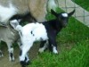 Bild 18