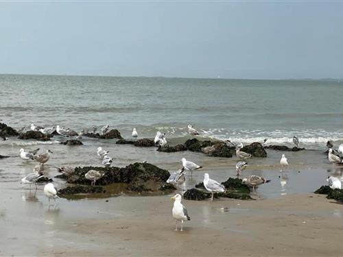 Ferielejlighed - 6 personer -  - 8300 - Knokke-Heist