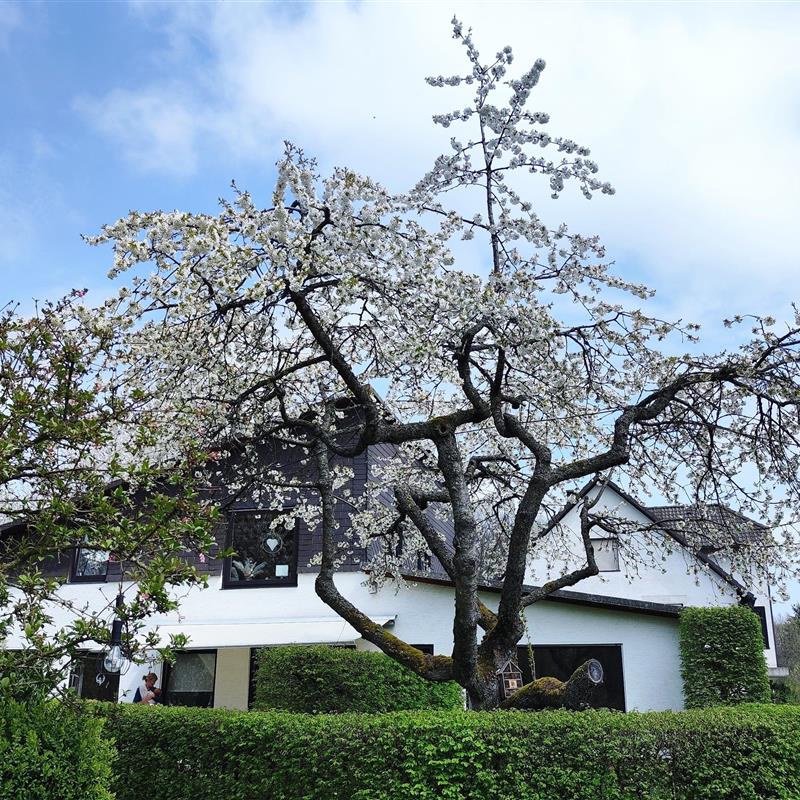 Ferielejlighed - 5 personer -  - An der Hardt - 59969 - Hallenberg