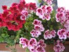 Bild 20