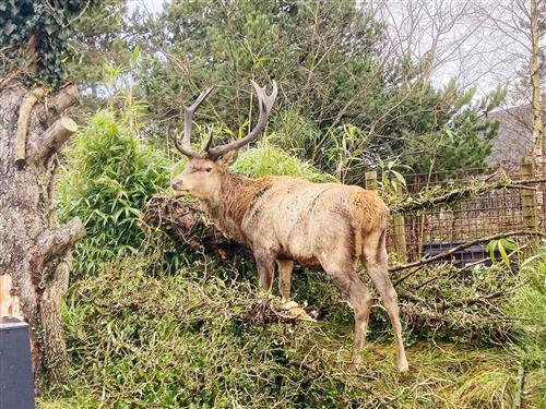 Sommerhus - 2 personer -  - Vejers Sydstrand 1, - 6853 - Vejers Strand