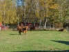Bild 18