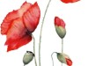 Billede 17