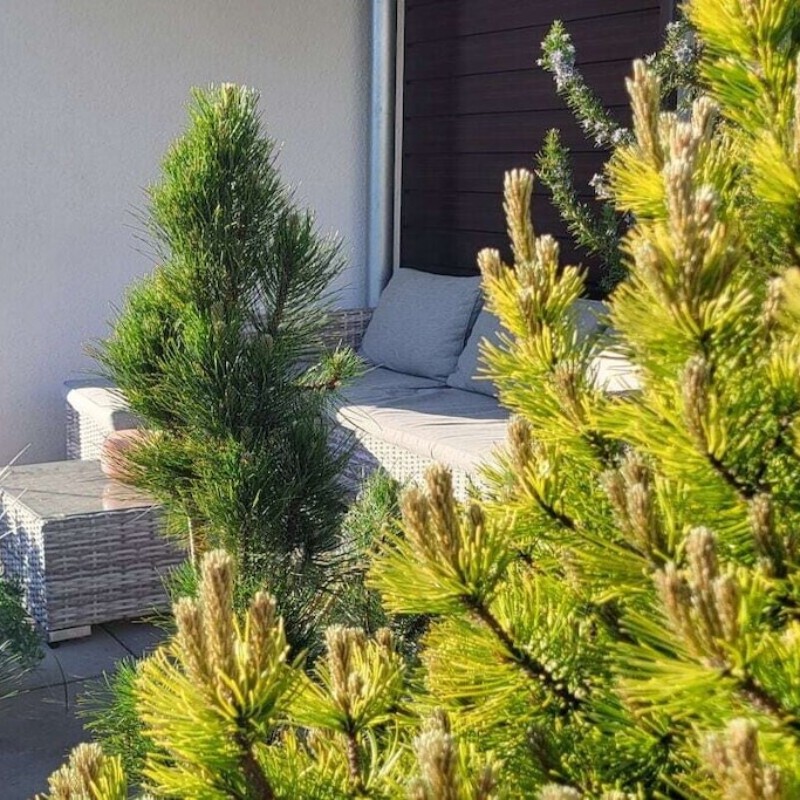 Sommerhus - 3 personer -  - 18573 - Altefähr