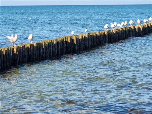 Ferielejlighed - 4 personer -  - Strandstr. 12 / Whg. - 18181 - Seeheilbad Graal-Müritz