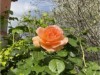 Image 28