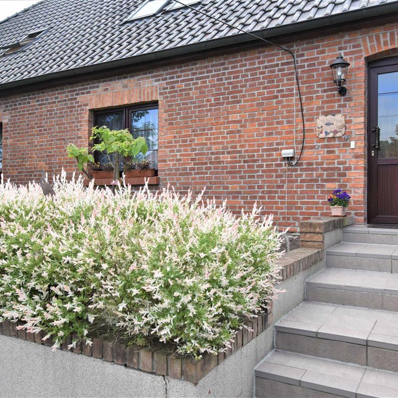 Ferielejlighed - 5 personer -  - Buschlingsberg - 18239 - Satow / Gerdshagen