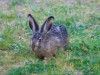 Bild 41