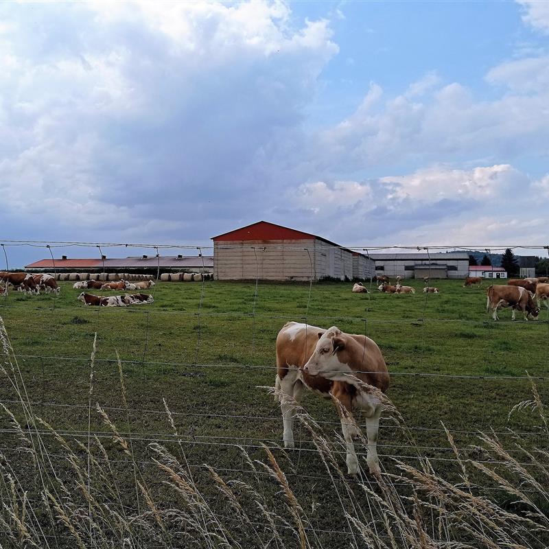 Ferielejlighed - 4 personer -  - Alte Hintergasse - 06536 - Südharz