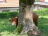 Bild 17