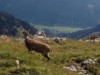 Bild 41