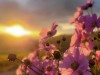 Billede 139