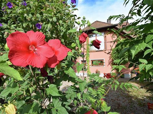 Ferielejlighed - 6 personer -  - 79111 - Freiburg