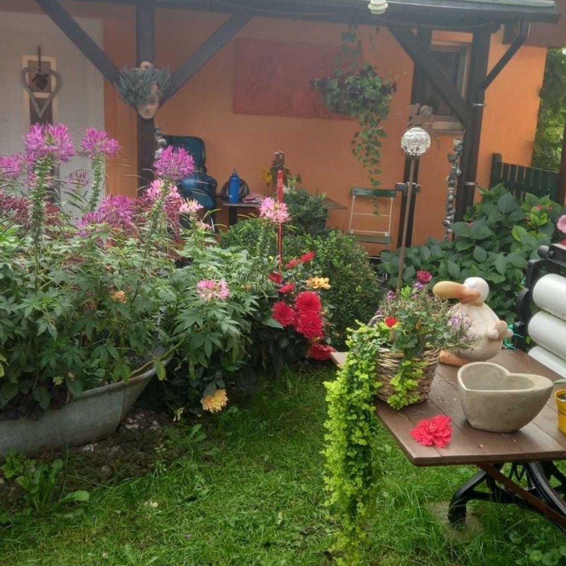 Sommerhus - 4 personer -  - Katenweg - 18311 - Ribnitz-Damgarten / Klock