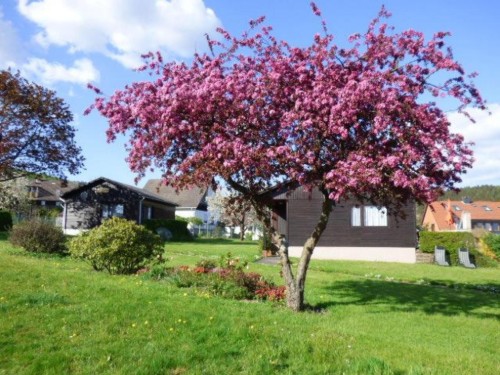 Sommerhus - 4 personer -  - Auf dem Meierhof - 37642 - Holenberg