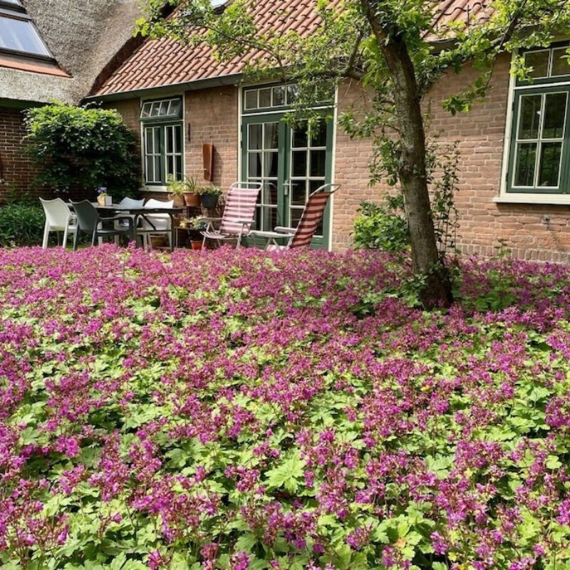 Sommerhus - 5 personer -  - 1873 GD - Groet
