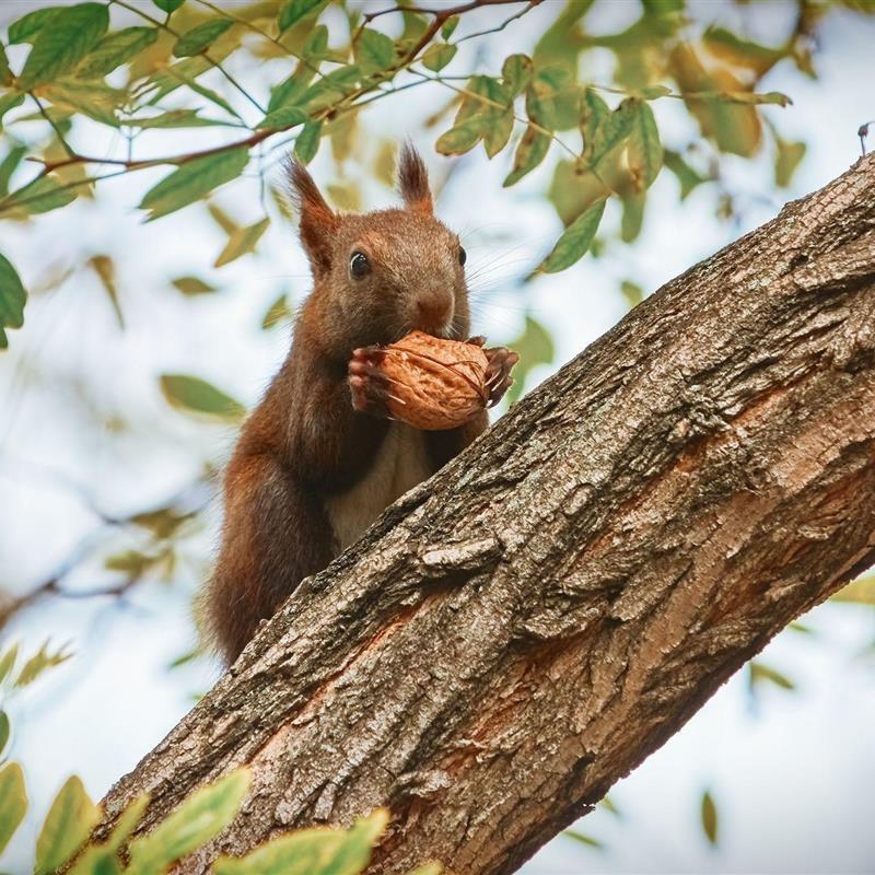 Sommerhus - 5 personer -  - Starsow - 17252 - Mirow