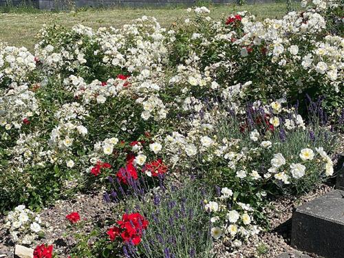 Sommerhus - 6 personer -  - Husen - 33165