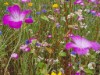 Bild 39 - Ude