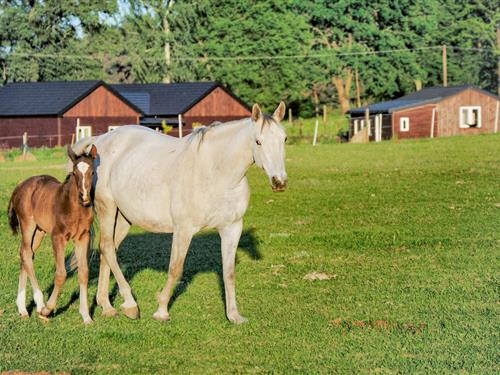 Holiday apartment - 3 persons -  - Zalesie Szlacheckie - Tlen-Zalesie Szlacheckie - 86-141 - Zalesie Szlacheckie