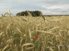 Billede 13