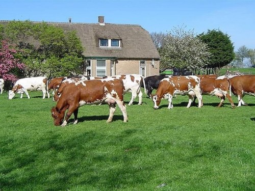 Vakantiehuis - 5 personen -  - 2735 PC - Gelderswoude