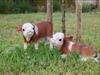 Bild 37