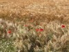 Bild 33