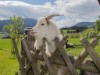 Image 104