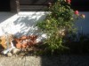 Bild 17